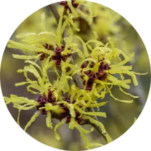 Witch Hazel